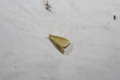 Pyraustini