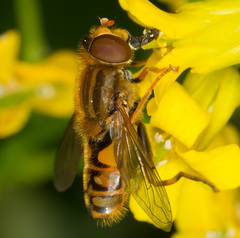 Parhelophilus versicolor