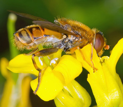Parhelophilus versicolor