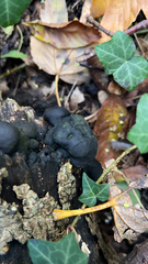 Daldinia concentrica