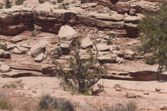 Fraxinus anomala