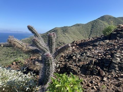 Stenocereus gummosus