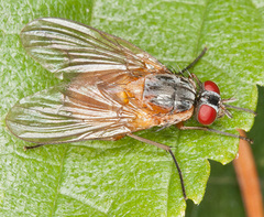 Phaonia rufiventris