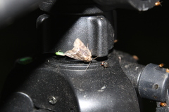 Oligia strigilis