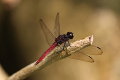 Lyriothemis cleis