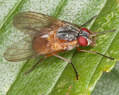 Phaonia rufiventris
