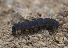 Nyctophila reichii