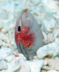 Tellinidae
