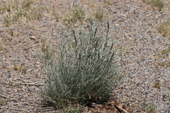 Artemisia filifolia