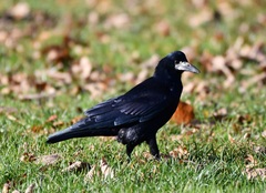 Corvus frugilegus