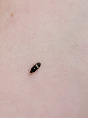 Carpophilus hemipterus