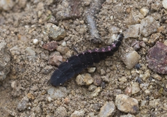 Nyctophila reichii