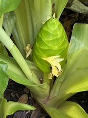 Goeppertia singularis