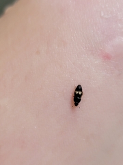 Carpophilus hemipterus