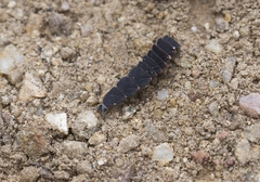 Nyctophila reichii