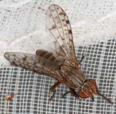 Pherbellia schoenherri