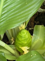 Goeppertia singularis