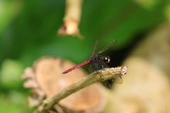 Lyriothemis cleis