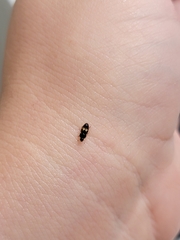 Carpophilus hemipterus