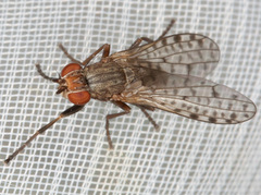 Pherbellia schoenherri