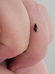 Carpophilus hemipterus