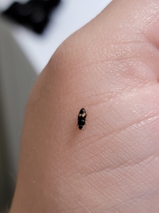 Carpophilus hemipterus