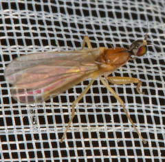Phyllodromia melanocephala