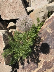 Pulsatilla occidentalis