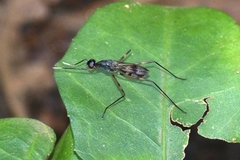 Taeniapterinae