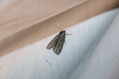 Acronicta lithospila