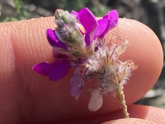 Dalea brandegeei