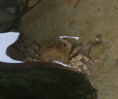 Hemigrapsus sanguineus