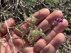 Dalea brandegeei
