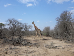 Giraffa camelopardalis giraffa