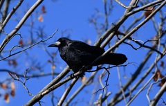 Corvus frugilegus