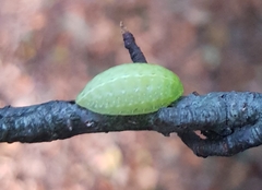 Apoda limacodes