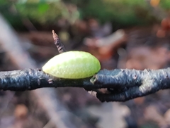 Apoda limacodes