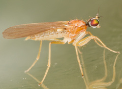 Phyllodromia melanocephala