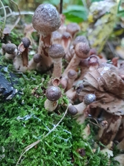 Armillaria
