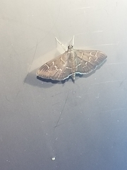 Pilocrocis ramentalis