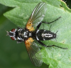 Phyllomya volvulus