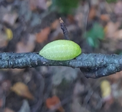 Apoda limacodes