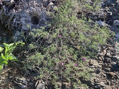 Dalea brandegeei