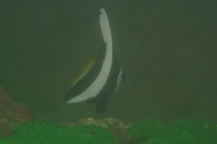 Heniochus acuminatus