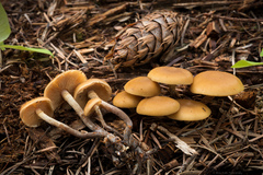 Kuehneromyces lignicola