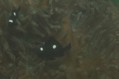 Dascyllus trimaculatus