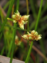 Isolepis
