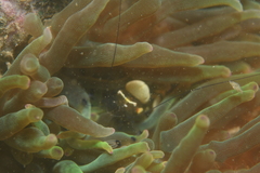 Ancylocaris brevicarpalis