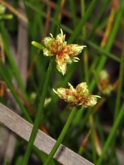 Isolepis