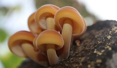 Flammulina velutipes
